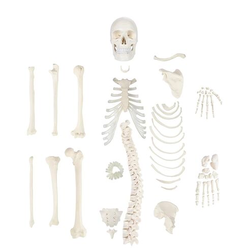 Axis Scientific Half Disarticulated Human Skeleton with 3-Part Human Skull, Hand, Foot, Anatomical Life Size Bones | Includes Detailed Product Manual Skeletal System Anatomical Chart in Kuwait