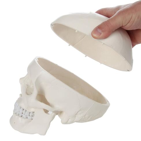 Axis Scientific Half Disarticulated Human Skeleton with 3-Part Human Skull, Hand, Foot, Anatomical Life Size Bones | Includes Detailed Product Manual Skeletal System Anatomical Chart in Kuwait