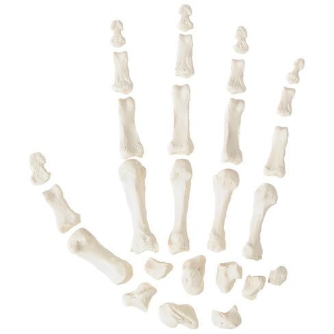 Axis Scientific Half Disarticulated Human Skeleton with 3-Part Human Skull, Hand, Foot, Anatomical Life Size Bones | Includes Detailed Product Manual Skeletal System Anatomical Chart in Kuwait