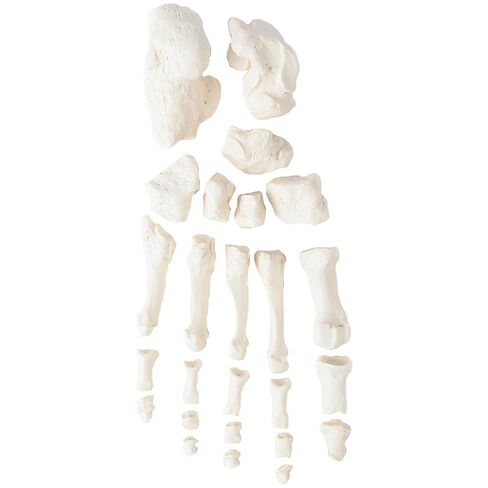 Axis Scientific Half Disarticulated Human Skeleton with 3-Part Human Skull, Hand, Foot, Anatomical Life Size Bones | Includes Detailed Product Manual Skeletal System Anatomical Chart in Kuwait