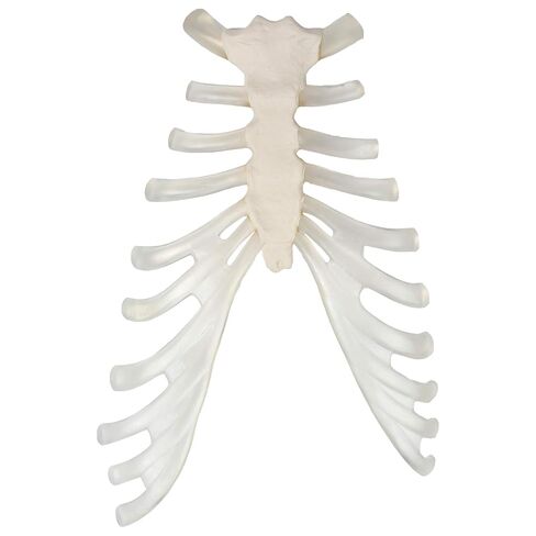 Axis Scientific Half Disarticulated Human Skeleton with 3-Part Human Skull, Hand, Foot, Anatomical Life Size Bones | Includes Detailed Product Manual Skeletal System Anatomical Chart in Kuwait