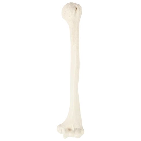 Axis Scientific Half Disarticulated Human Skeleton with 3-Part Human Skull, Hand, Foot, Anatomical Life Size Bones | Includes Detailed Product Manual Skeletal System Anatomical Chart in Kuwait