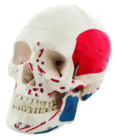 Muscular Numbered Human Skull Anatomical Model, Medical Quality, Life Sized (9" Height) - Muscle Painted - 3 Parts in Kuwait