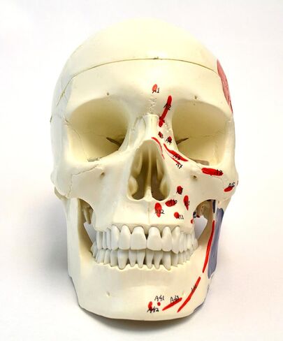 Muscular Numbered Human Skull Anatomical Model, Medical Quality, Life Sized (9" Height) - Muscle Painted - 3 Parts in Kuwait