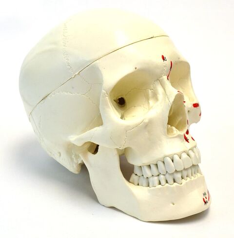 Muscular Numbered Human Skull Anatomical Model, Medical Quality, Life Sized (9" Height) - Muscle Painted - 3 Parts in Kuwait