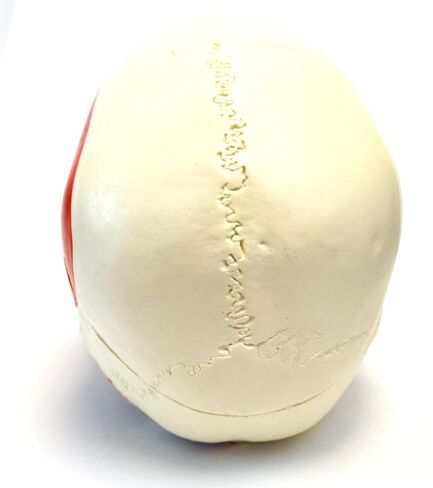 Muscular Numbered Human Skull Anatomical Model, Medical Quality, Life Sized (9" Height) - Muscle Painted - 3 Parts in Kuwait