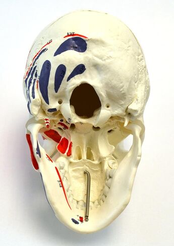 Muscular Numbered Human Skull Anatomical Model, Medical Quality, Life Sized (9" Height) - Muscle Painted - 3 Parts in Kuwait