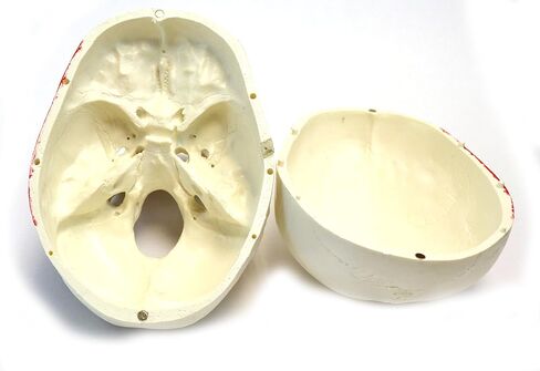 Muscular Numbered Human Skull Anatomical Model, Medical Quality, Life Sized (9" Height) - Muscle Painted - 3 Parts in Kuwait