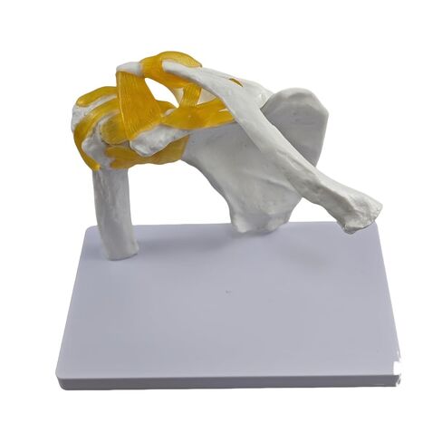 YshanEdutix Shoulder Joint Model Life-Size Shoulder Model with Ligaments, PVC Components, Movable and Emulational Human Shoulder Skeletal Model Anatomy Medical Teaching for Students & Surgeon in Kuwait