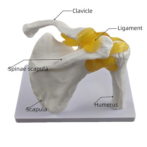 YshanEdutix Shoulder Joint Model Life-Size Shoulder Model with Ligaments, PVC Components, Movable and Emulational Human Shoulder Skeletal Model Anatomy Medical Teaching for Students & Surgeon in Kuwait