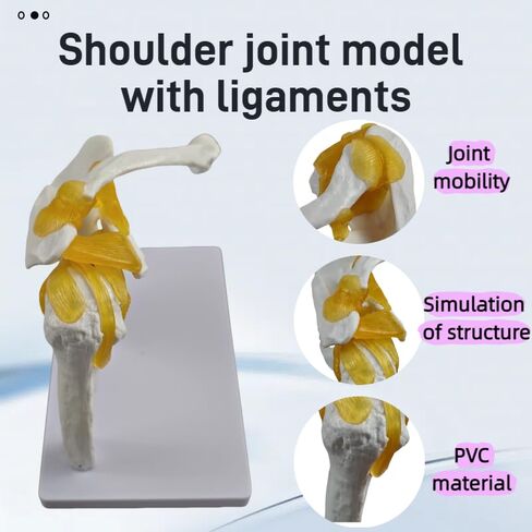 YshanEdutix Shoulder Joint Model Life-Size Shoulder Model with Ligaments, PVC Components, Movable and Emulational Human Shoulder Skeletal Model Anatomy Medical Teaching for Students & Surgeon in Kuwait
