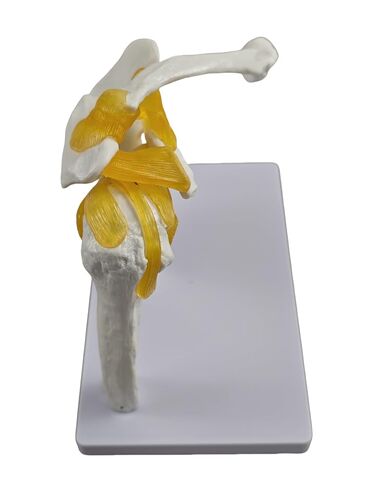 YshanEdutix Shoulder Joint Model Life-Size Shoulder Model with Ligaments, PVC Components, Movable and Emulational Human Shoulder Skeletal Model Anatomy Medical Teaching for Students & Surgeon in Kuwait