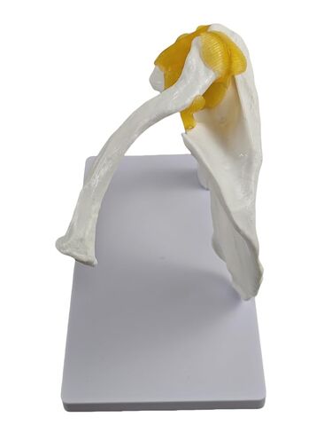 YshanEdutix Shoulder Joint Model Life-Size Shoulder Model with Ligaments, PVC Components, Movable and Emulational Human Shoulder Skeletal Model Anatomy Medical Teaching for Students & Surgeon in Kuwait