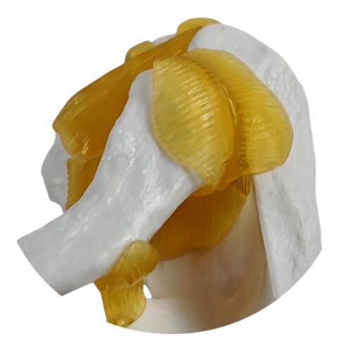YshanEdutix Shoulder Joint Model Life-Size Shoulder Model with Ligaments, PVC Components, Movable and Emulational Human Shoulder Skeletal Model Anatomy Medical Teaching for Students & Surgeon in Kuwait