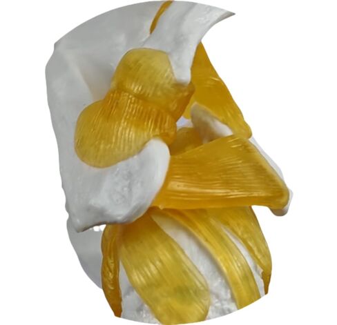 YshanEdutix Shoulder Joint Model Life-Size Shoulder Model with Ligaments, PVC Components, Movable and Emulational Human Shoulder Skeletal Model Anatomy Medical Teaching for Students & Surgeon in Kuwait