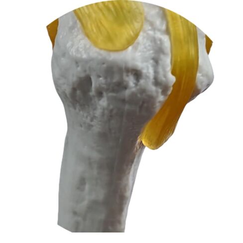 YshanEdutix Shoulder Joint Model Life-Size Shoulder Model with Ligaments, PVC Components, Movable and Emulational Human Shoulder Skeletal Model Anatomy Medical Teaching for Students & Surgeon in Kuwait