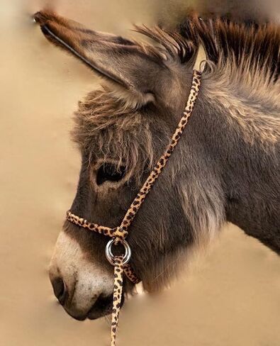 Extra Small Pattern Miniature Donkey Mini Mule Endless Adjustable Halter & Lead USA (Horse Halter) (Unicorn) in Saudi Arabia