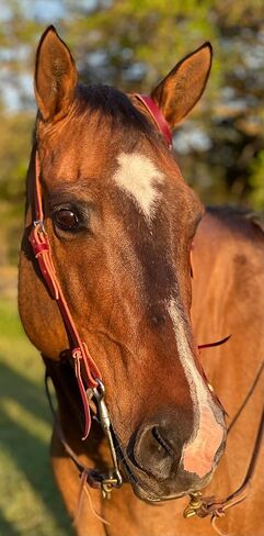 Tack Shack of Ocala- Circle Y Latigo رأس أذن واحدة، رأس أذن واحدة، رأس جلدي، رأس رأس، Latigo Headstall، رأس حصان، رأس حصان واحد in Kuwait