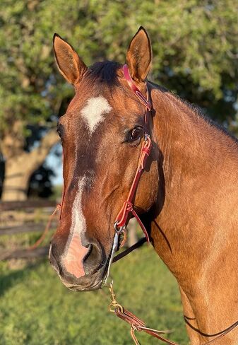 Tack Shack of Ocala- Circle Y Latigo رأس أذن واحدة، رأس أذن واحدة، رأس جلدي، رأس رأس، Latigo Headstall، رأس حصان، رأس حصان واحد in Kuwait