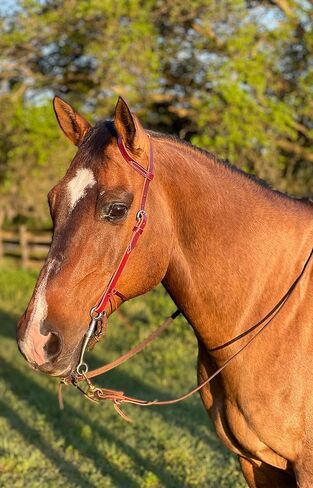 Tack Shack of Ocala- Circle Y Latigo رأس أذن واحدة، رأس أذن واحدة، رأس جلدي، رأس رأس، Latigo Headstall، رأس حصان، رأس حصان واحد in Kuwait
