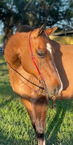 Tack Shack of Ocala- Circle Y Latigo رأس أذن واحدة، رأس أذن واحدة، رأس جلدي، رأس رأس، Latigo Headstall، رأس حصان، رأس حصان واحد in Kuwait