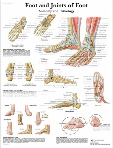 Gifts Delight Laminated 24x24 Poster: Anatomical Charts and Posters - Anatomy Charts - Foot and Ankle Laminated Chart in Kuwait