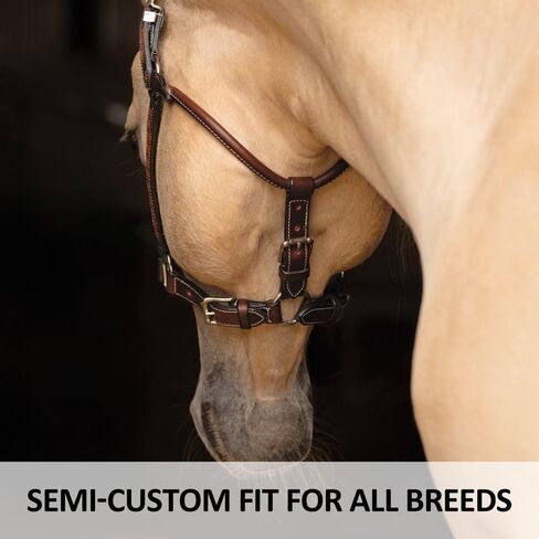 Schneiders Sunburst Ranch Western Show Halter for Horses | Hand-Tooled Leather | Semi-Custom Fit | Silver-Plated Hardware | Elegant Ranch Class Design in Kuwait