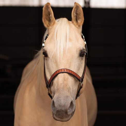 Schneiders Sunburst Ranch Western Show Halter for Horses | Hand-Tooled Leather | Semi-Custom Fit | Silver-Plated Hardware | Elegant Ranch Class Design in Kuwait