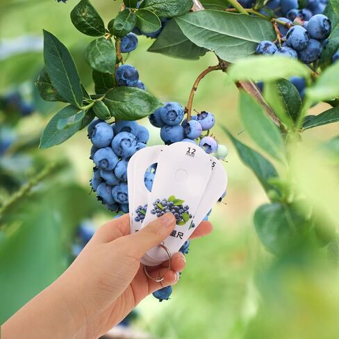 FRCOLOR Blueberry Diameter Measuring Ruler 9 Hole Caliper for Fruit Size Grading, Portable Fruit Diameter Gauge Tool for Cherry and Blueberry Measurement in Kuwait