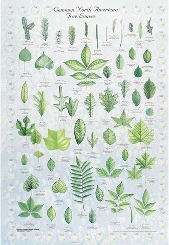 Carolina Leaf Identification Chart - 50 Leaves Of North America, 28 X 40 in Kuwait