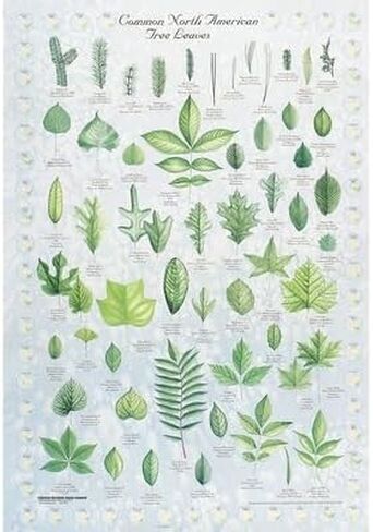 Carolina Leaf Identification Chart - 50 Leaves Of North America, 28 X 40 in Kuwait