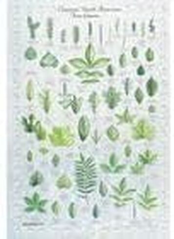 Carolina Leaf Identification Chart - 50 Leaves Of North America, 28 X 40 in Kuwait