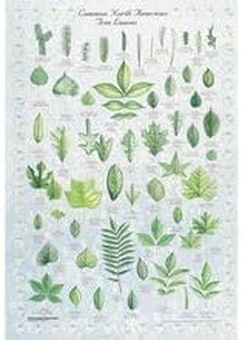 Carolina Leaf Identification Chart - 50 Leaves Of North America, 28 X 40 in Kuwait