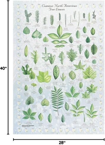 Carolina Leaf Identification Chart - 50 Leaves Of North America, 28 X 40 in Kuwait