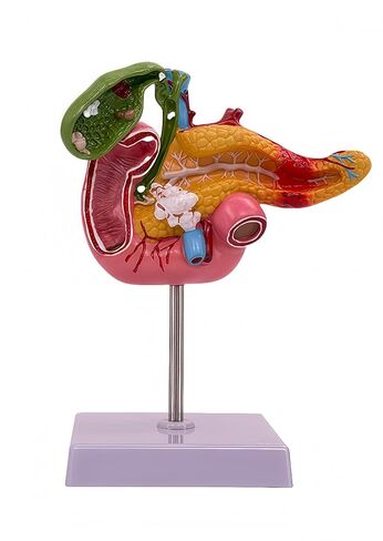 Hepatobiliary Pancreas Model with Gallstones - Gallbladder Surgery Training Kit - Medical School Teaching Aid for Gastroenterology & Digestive System Biology in Saudi Arabia