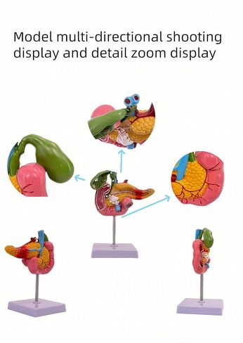 Hepatobiliary Pancreas Model with Gallstones - Gallbladder Surgery Training Kit - Medical School Teaching Aid for Gastroenterology & Digestive System Biology in Saudi Arabia