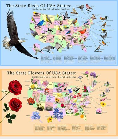 HUAHA The state flowers and birds of usa states Educational Chart Poster 2PCS (28 inch x 16 inch) in Saudi Arabia
