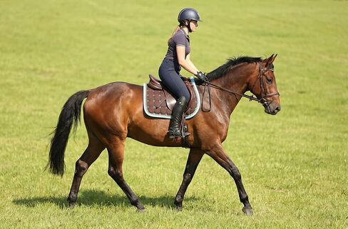 CHALLENGER Horse Cotton Quilted All Purpose English Saddle PAD Trail Brown Turquoise 72F40 in Kuwait
