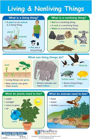 NewPath Learning Grade 1 Science Anchor Charts Set of 10 (12x18") & 25-Page Resource Guide Covering Life Science, Earth Science & Human Body for Classroom & Homeschool Use (94-9910) in Saudi Arabia