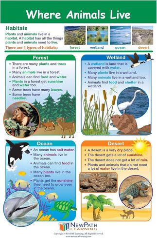NewPath Learning Grade 1 Science Anchor Charts Set of 10 (12x18") & 25-Page Resource Guide Covering Life Science, Earth Science & Human Body for Classroom & Homeschool Use (94-9910) in Saudi Arabia