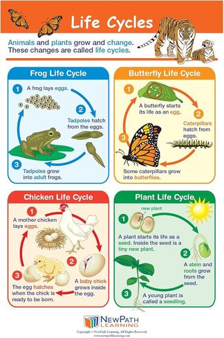 NewPath Learning Grade 1 Science Anchor Charts Set of 10 (12x18") & 25-Page Resource Guide Covering Life Science, Earth Science & Human Body for Classroom & Homeschool Use (94-9910) in Saudi Arabia