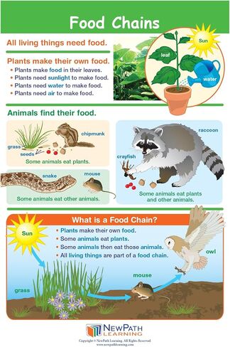NewPath Learning Grade 1 Science Anchor Charts Set of 10 (12x18") & 25-Page Resource Guide Covering Life Science, Earth Science & Human Body for Classroom & Homeschool Use (94-9910) in Saudi Arabia