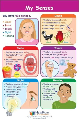 NewPath Learning Grade 1 Science Anchor Charts Set of 10 (12x18") & 25-Page Resource Guide Covering Life Science, Earth Science & Human Body for Classroom & Homeschool Use (94-9910) in Saudi Arabia