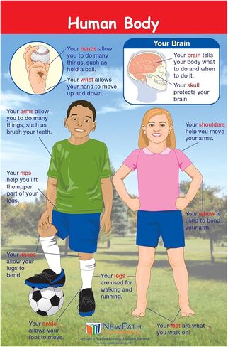 NewPath Learning Grade 1 Science Anchor Charts Set of 10 (12x18") & 25-Page Resource Guide Covering Life Science, Earth Science & Human Body for Classroom & Homeschool Use (94-9910) in Saudi Arabia
