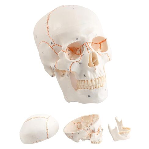 Human Knee Joint Model 1：1 Life-Size Model Medical Study Tool with Detailed Bones Ligaments and Cartilage in Saudi Arabia