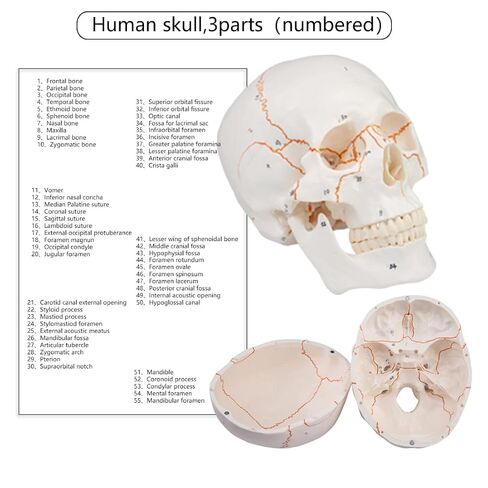 Human Knee Joint Model 1：1 Life-Size Model Medical Study Tool with Detailed Bones Ligaments and Cartilage in Saudi Arabia