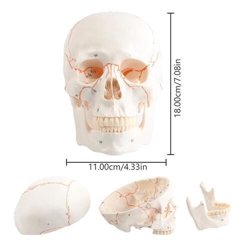 Human Knee Joint Model 1：1 Life-Size Model Medical Study Tool with Detailed Bones Ligaments and Cartilage in Saudi Arabia