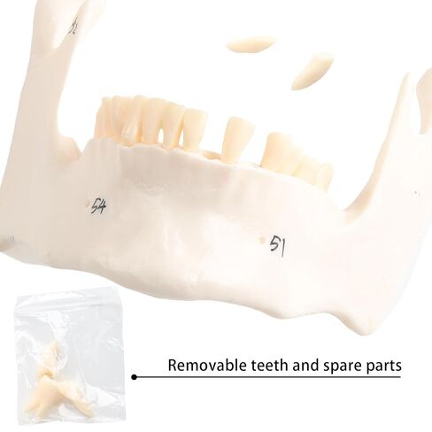 Human Knee Joint Model 1：1 Life-Size Model Medical Study Tool with Detailed Bones Ligaments and Cartilage in Saudi Arabia