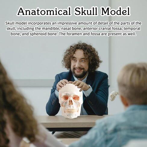 Human Knee Joint Model 1：1 Life-Size Model Medical Study Tool with Detailed Bones Ligaments and Cartilage in Saudi Arabia