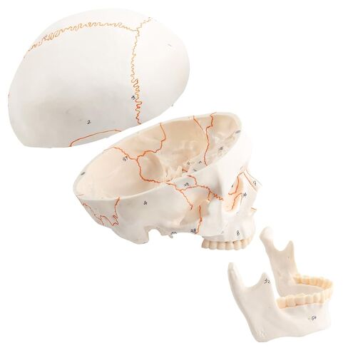 Human Knee Joint Model 1：1 Life-Size Model Medical Study Tool with Detailed Bones Ligaments and Cartilage in Saudi Arabia